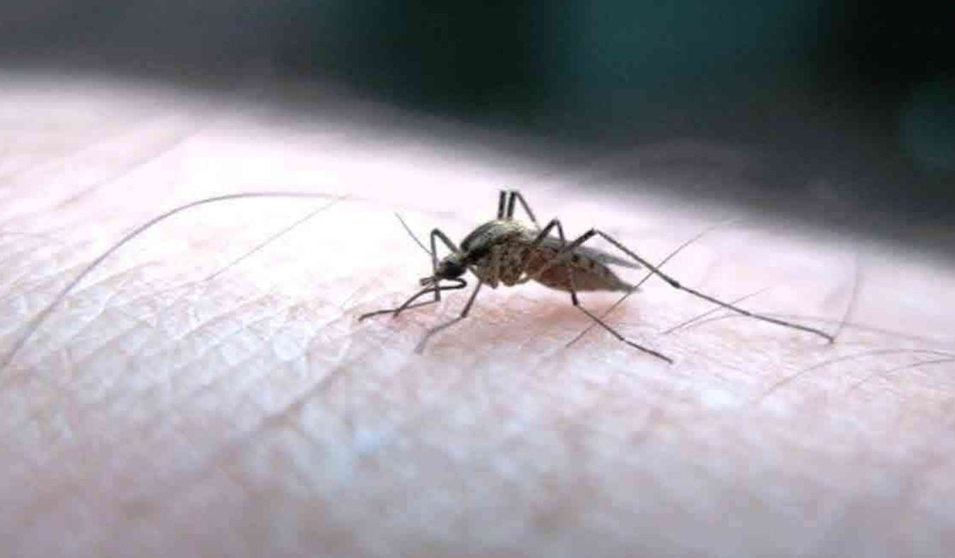 Punjab Health Alert: ਡੇਂਗੂ ਅਤੇ ਚਿਕਨਗੁਨੀਆ ਦੇ ਮਾਮਲੇ ਵੱਧਦੇ ਜਾ ਰਹੇ ਹਨ, ਸ਼ਾਹੀ ਸ਼ਹਿਰ ਅਤੇ ਪਟਿਆਲਾ ਵਿੱਚ ਸਭ ਤੋਂ ਵੱਧ ਕੇਸ…